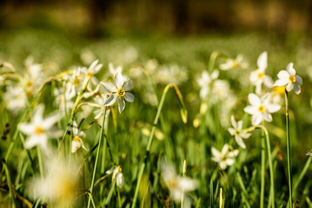 写真 春の野の花のフィールド。野生の水仙ステラリス。