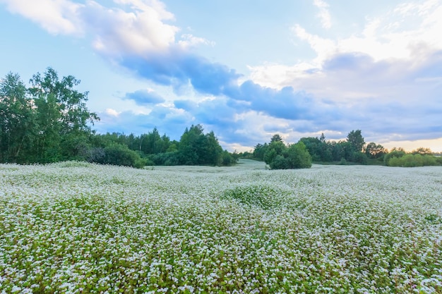 写真 開花期のソバ畑 田舎の夏の風景