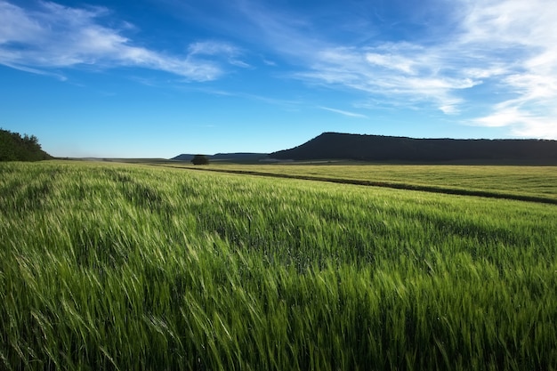 Фото Поле пшеницы утром. композиция природы