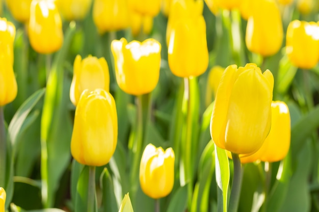 Фото Поле желтых тюльпанов в весенний день. цветастые тюльпаны цветут весной зацветая сад цветения.