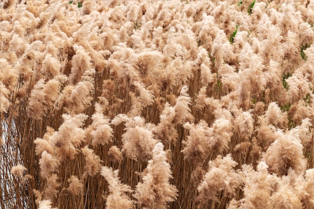 Photo a field of pampas grass with a white background