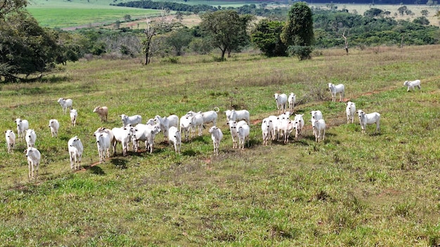 field pasture area with white cows grazing