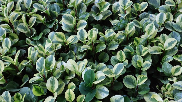 Field of Peperomia obtusifolia marble form a beautiful background in a garden