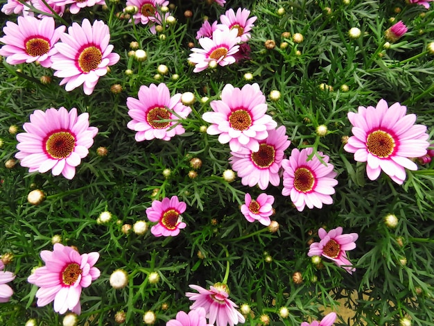 햇빛에 분홍색 아름다운 꽃의 필드
