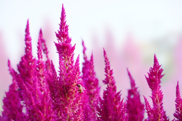 분홍색 celosia 또는 plumed celusia 꽃의 분야