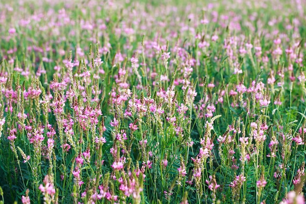 ピンクの花のフィールド sainfoin オノブリキス viciifolia 野生の花の背景 農業 sainfoin または聖なるクローバーの咲く野生の花