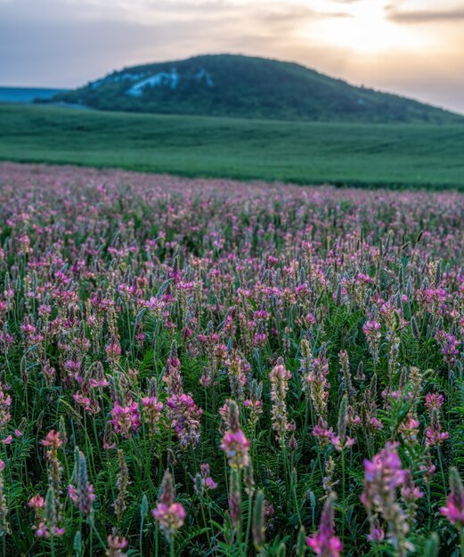 Photo field of pink flowers sainfoin, onobrychis viciifolia. blossoming sainfoin or holy-clover wildflowers.