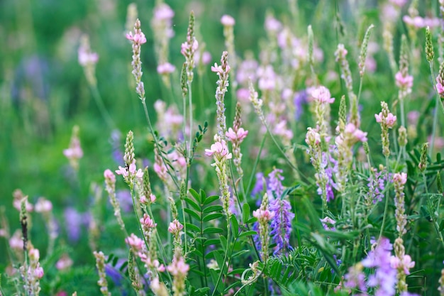 Field of pink flowers Sainfoin Onobrychis viciifolia Honey plant Background of wildflowers Blooming wild flowers of sainfoin or holy clover