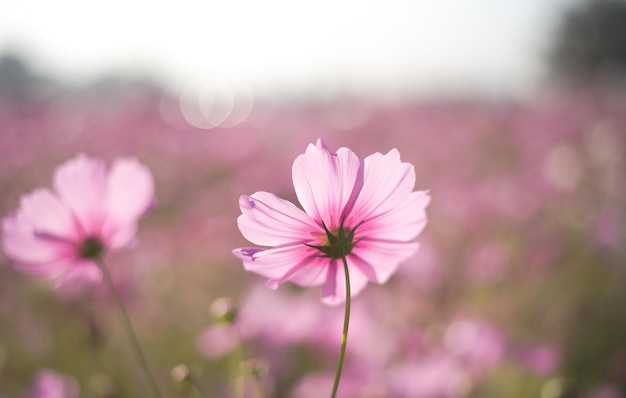 A field of pink flowers with a blurry background