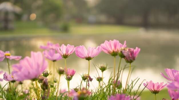 Photo field of pink petals of cosmos flowers blossom on green leaves and small bud in a park