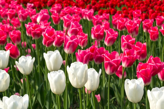 A field of pink red and white tulips Spring Flower