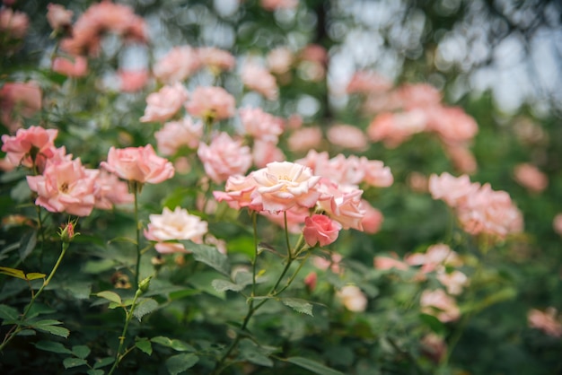 Photo field of pink rose for valentine day.