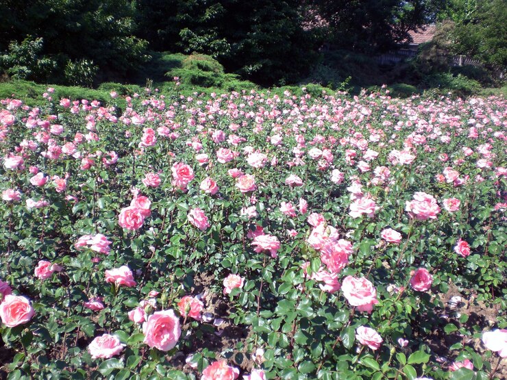 Photo ルーマニアの公園のピンクのバラの畑