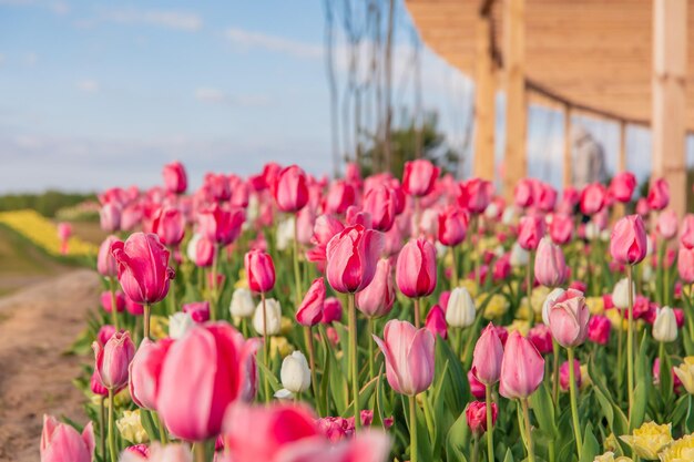 A field of pink tulips