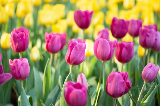 Field of pink and yellow tulips in spring day. Colorful tulips flowers in spring blooming blossom garden. 