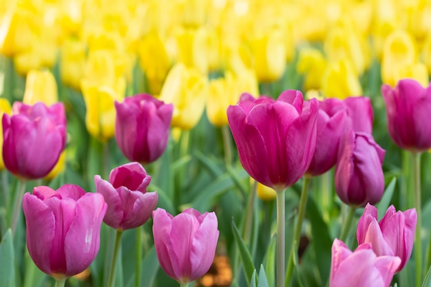 Field of pink and yellow tulips in spring day. Colorful tulips flowers in spring blooming blossom garden. 