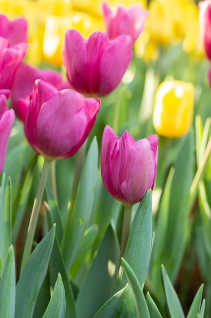 Field of pink and yellow tulips in spring day. Colorful tulips flowers in spring blooming blossom garden. 