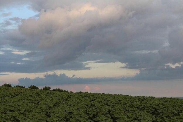 Photo a field of plants under a cloudy sky