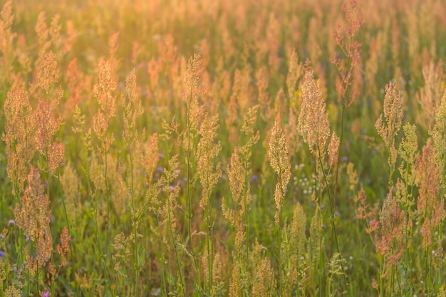 Field plants at sunset 