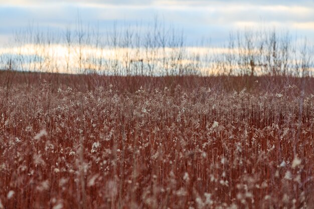 Field of plants with long red stems and fluffy white flowers. Beautiful evening countryside retro landscape at sunset.