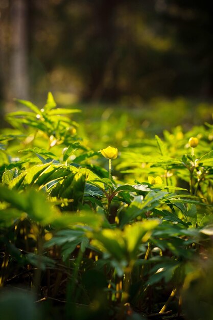 A field of plants with the sun shining on them