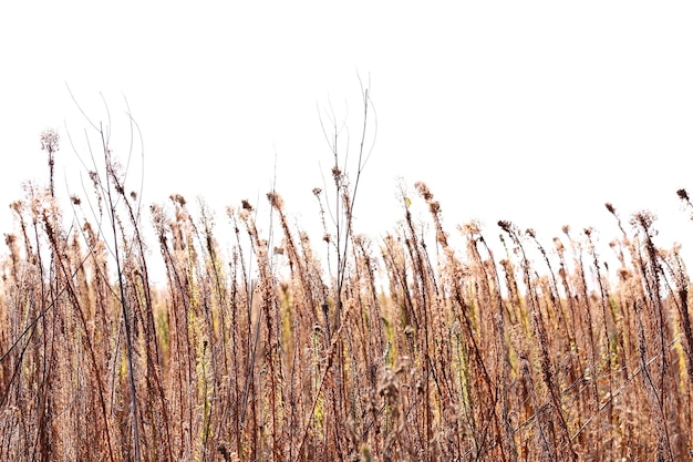 Field plants