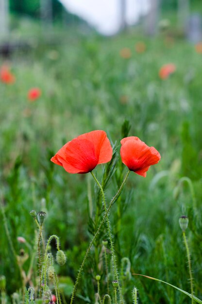 Papaveri di campo dopo la pioggia