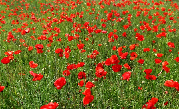 Field of poppies in late spring time