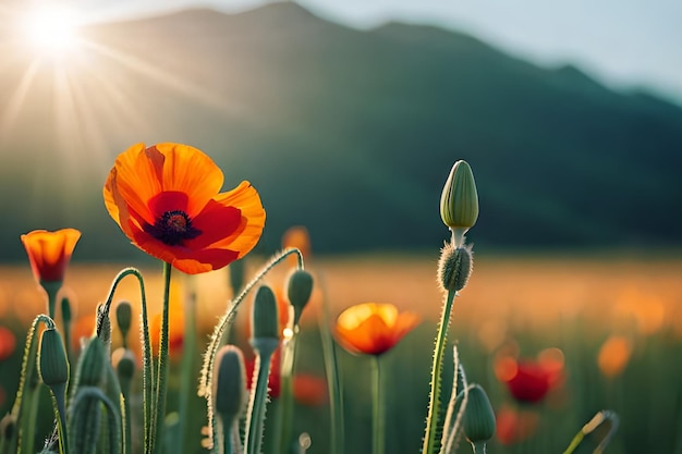 A field of poppies with a mountain in the background