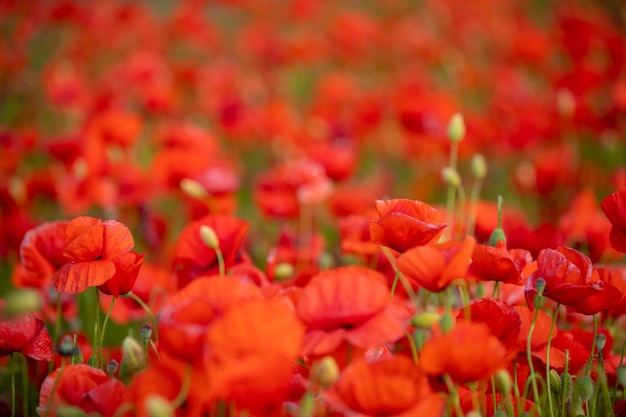 チェコ共和国の春に咲くケシの花のフィールド