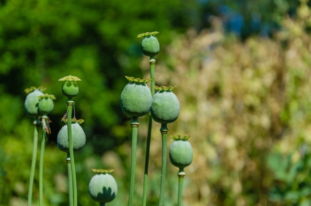 背景が緑色のケシの花畑