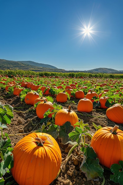 Photo field of pumpkins with sun setting