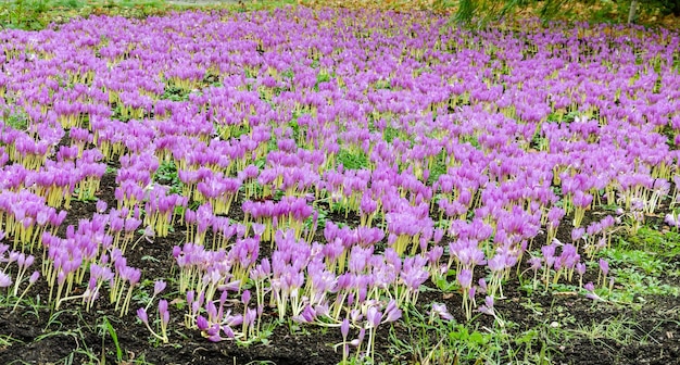 A field of purple crocus flowers