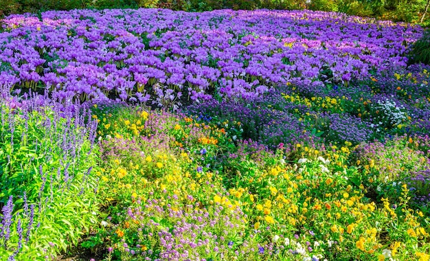 A field of purple flowers in the garden