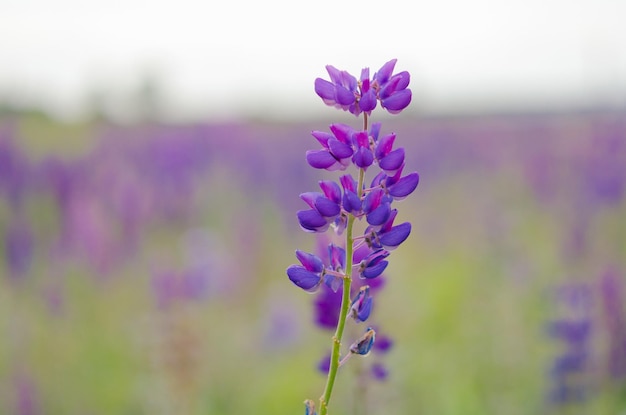 A field of purple flowers in the spring