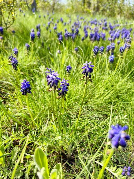 A field of purple flowers with blue flowers in the foreground.