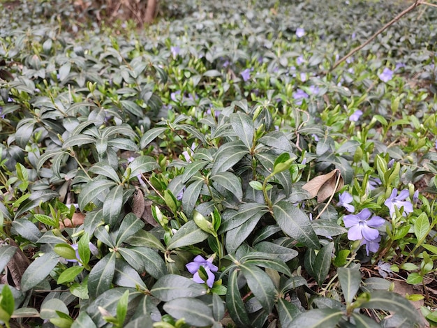 緑の葉と下部に「野生」という言葉がある紫色の花の畑。