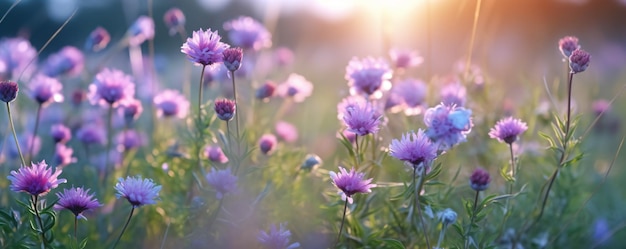 a field of purple flowers with the sun shining in the background