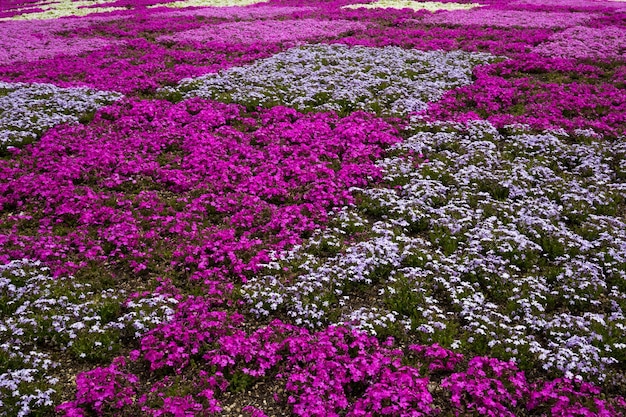 A field of purple flowers with a white square in the middle.