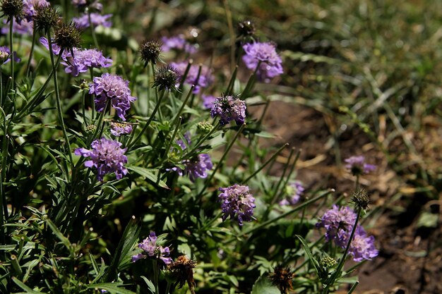 A field of purple flowers with the word bee on it