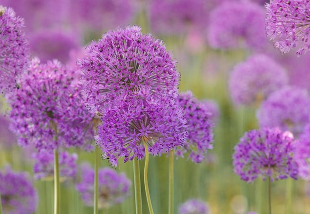 a field of purple flowers with the word " on the bottom.