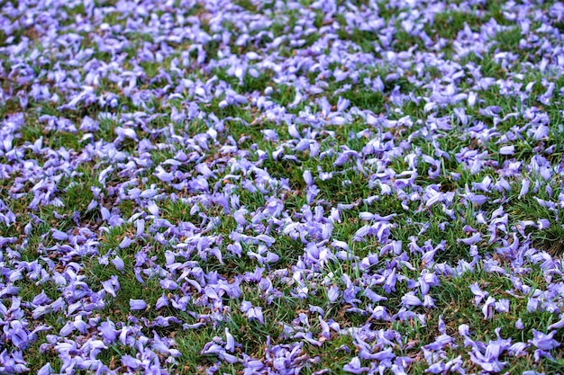 A field of purple flowers with the word spring on it