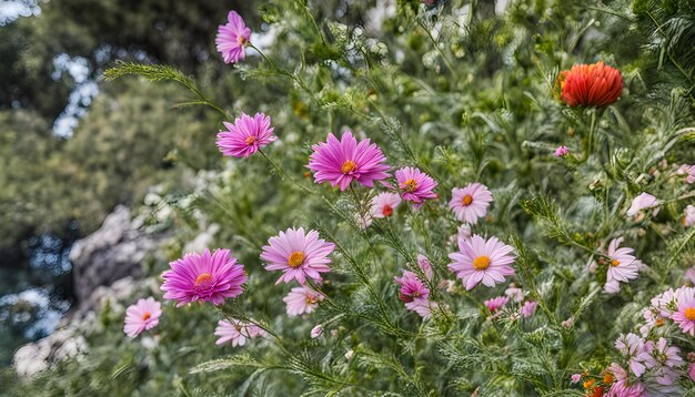 黄色と赤の花を持つ紫の花の畑