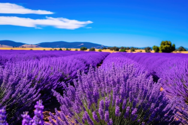 A field of purple flowers