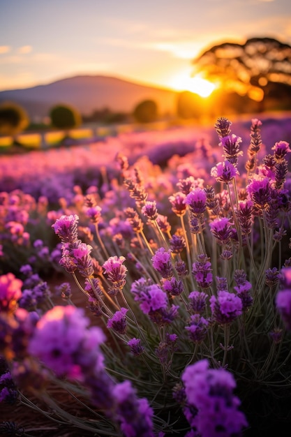 a field of purple flowers