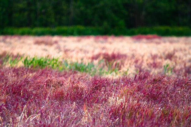 A field of purple grass with a green tree in the background