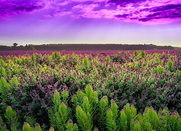 Field of purple and green plants under a purple and green sky