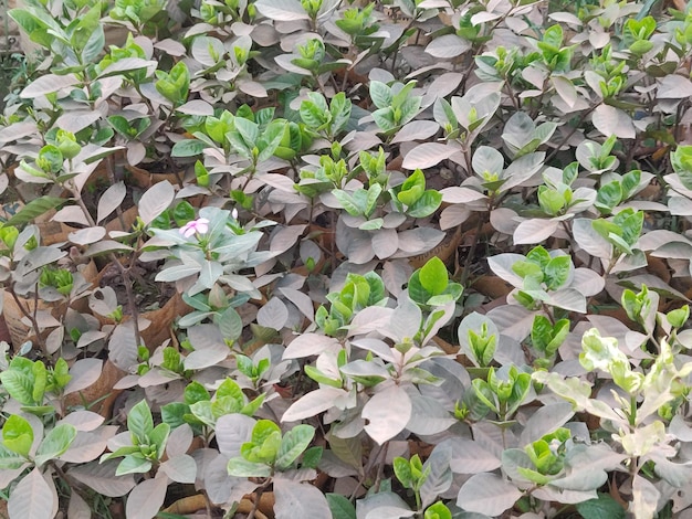 A field of purple and green plants with leaves and the word " kale " on the bottom.