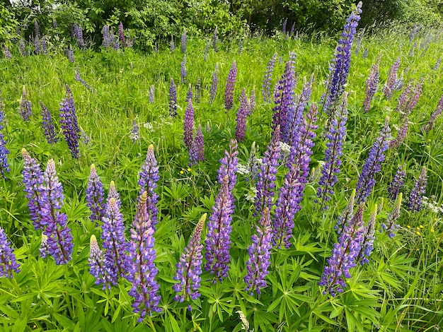 Field of Purple Lupine Flowers