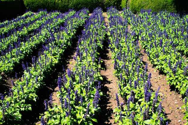 Photo a field of purple plants with green leaves